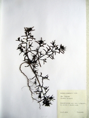 Salsola komarovii