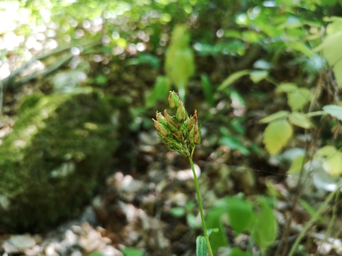ľubovník horský (Hypericum montanum)