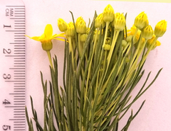 Euryops linifolius