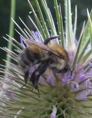 Bombus