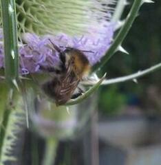 Bombus