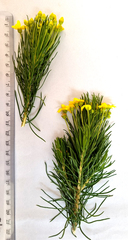 Euryops linifolius