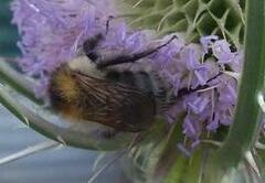 Bombus