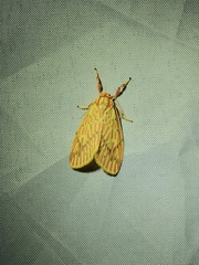 Barsine striata