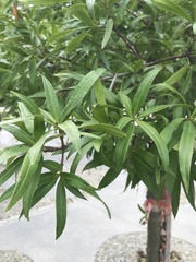 Podocarpus nakaii