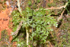 Hymenophyllum fujisanense