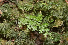 Hymenophyllum fujisanense