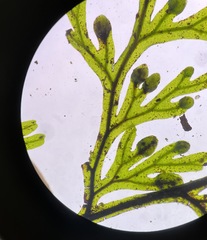 Hymenophyllum fujisanense