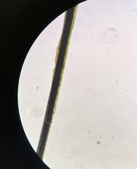 Hymenophyllum fujisanense
