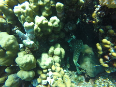 Cyclichthys spilostylus