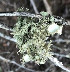 Usnea scabrida