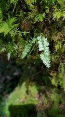 Asplenium tenuicaule