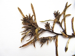 Salsola komarovii