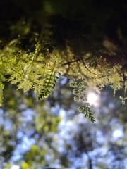 Asplenium tenuicaule