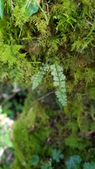 Asplenium tenuicaule