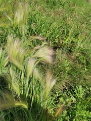 Hordeum jubatum