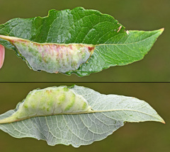 Euura pustulator