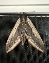 Sphinx drupiferarum