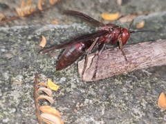 Polistes gigas