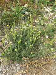 Reseda lutea