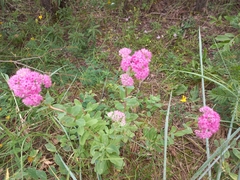 Hylotelephium telephium