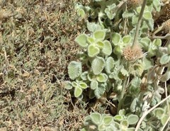 Marrubium supinum