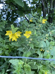 Lysimachia punctata