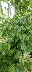 Viburnum mullaha