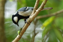 Parus cinereus