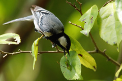 Parus cinereus