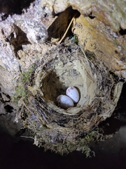 Enicurus ruficapillus