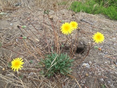 Agoseris apargioides