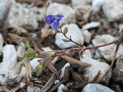 Veronica glauca