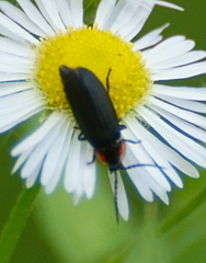 Lucidota atra