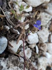 Veronica glauca