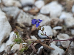 Veronica glauca