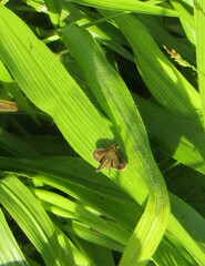 Callimormus saturnus