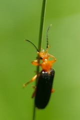 Neopyrochroa flabellata
