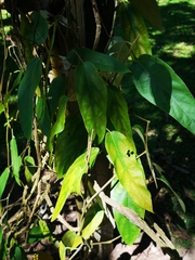 Aristolochia caulialata