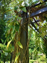 Aristolochia caulialata
