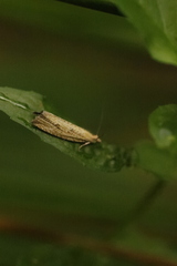 Bactra lancealana