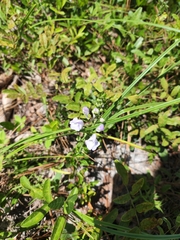 Scutellaria arenicola