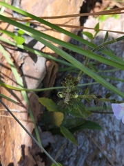 Scutellaria arenicola
