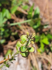 Scutellaria arenicola
