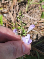 Scutellaria arenicola