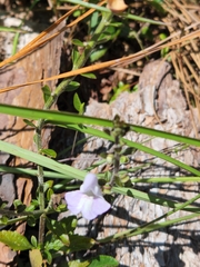 Scutellaria arenicola