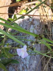 Scutellaria arenicola