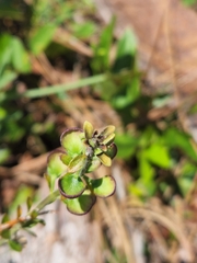 Scutellaria arenicola
