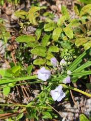 Scutellaria arenicola