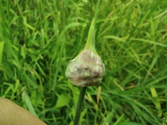 Allium